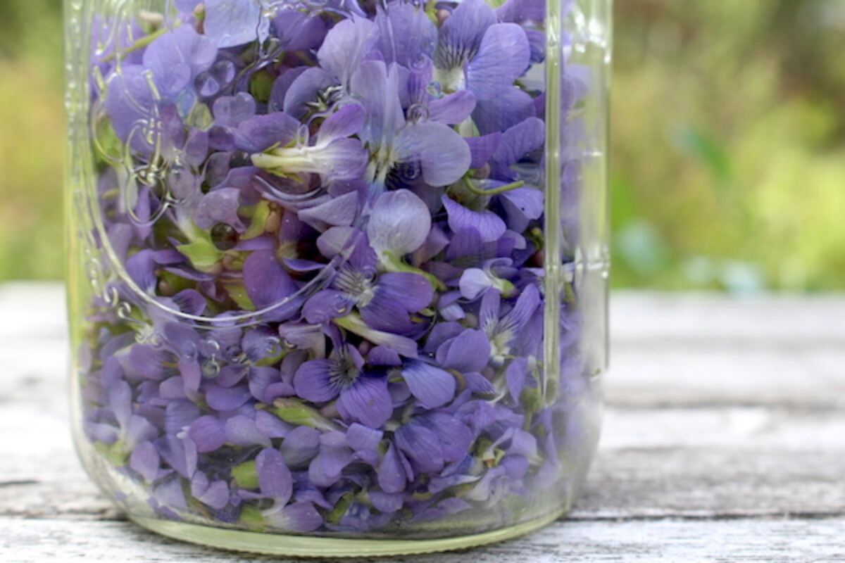 Harvesting wild violets for jelly