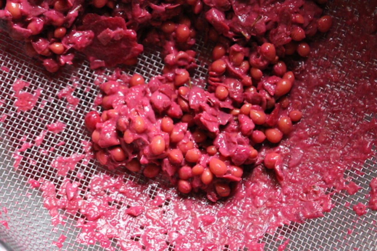 Removing chokecherry pits for chokecherry jam.