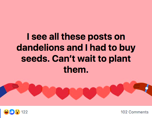 Planting Dandelions