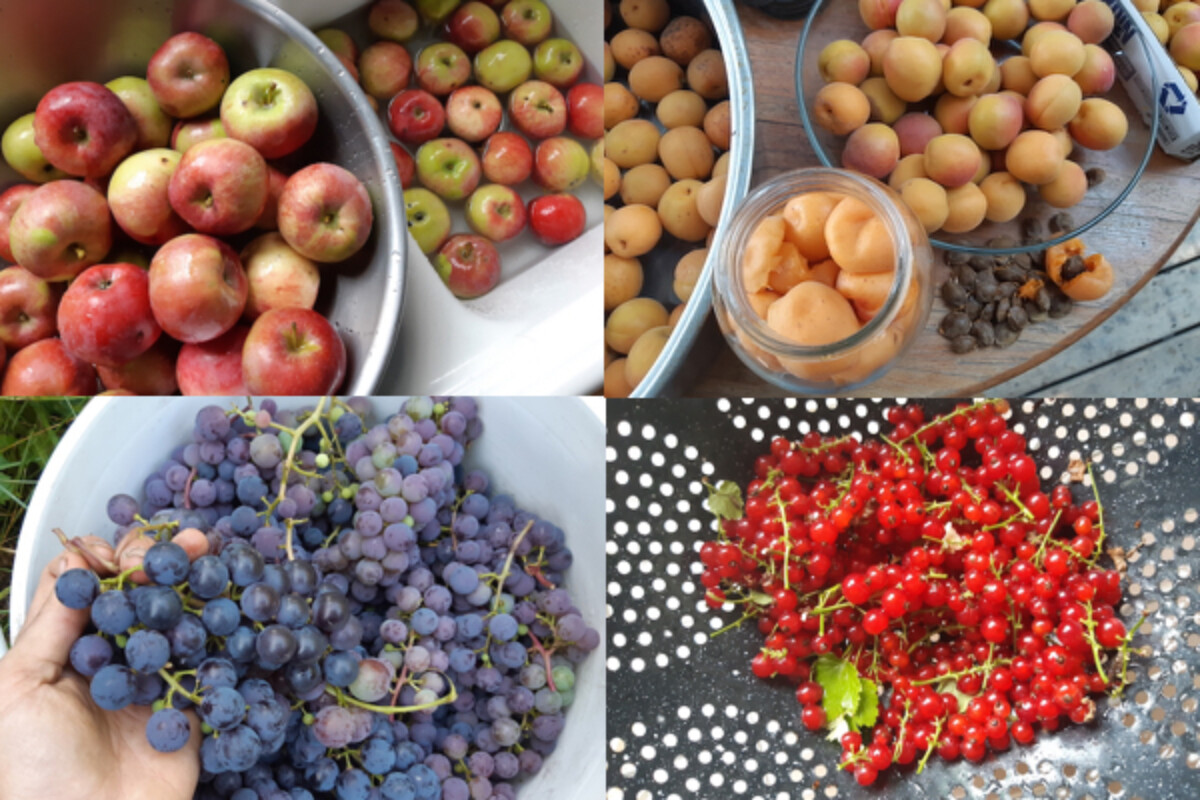 Fresh produce for fruit vinegar. Fully ripe apples, apricots, grapes and red currants.