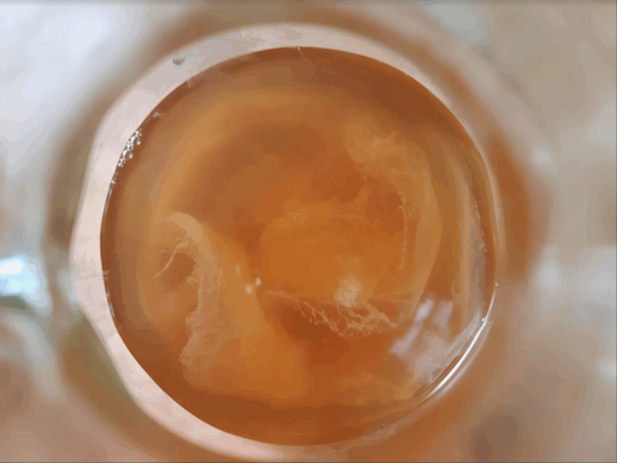 Vinegar Mother in Apple Cider Vinegar