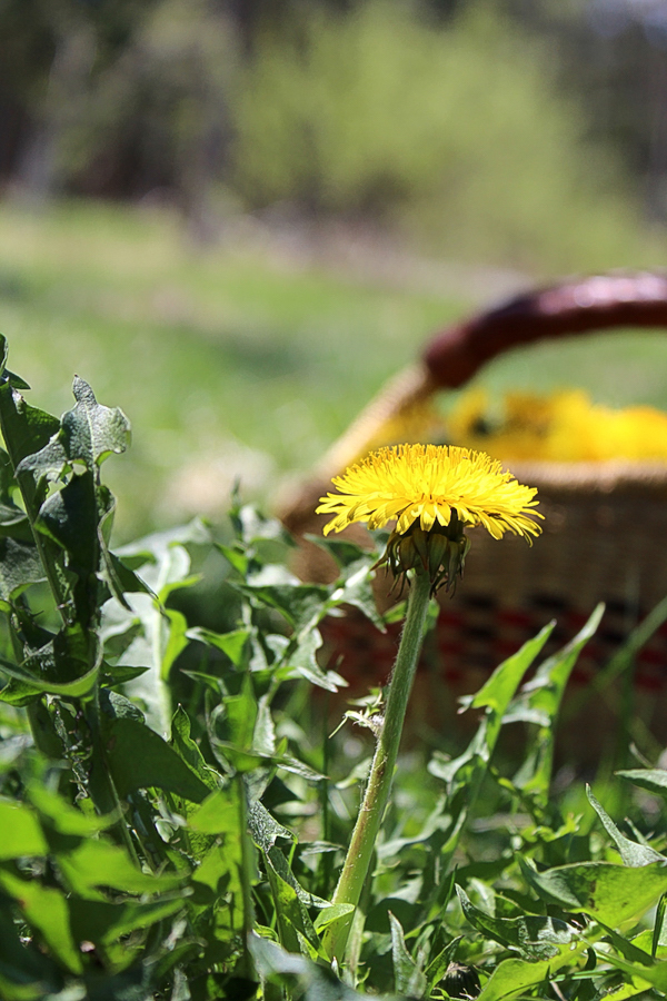 Ethically foraging dandelions for jelly
