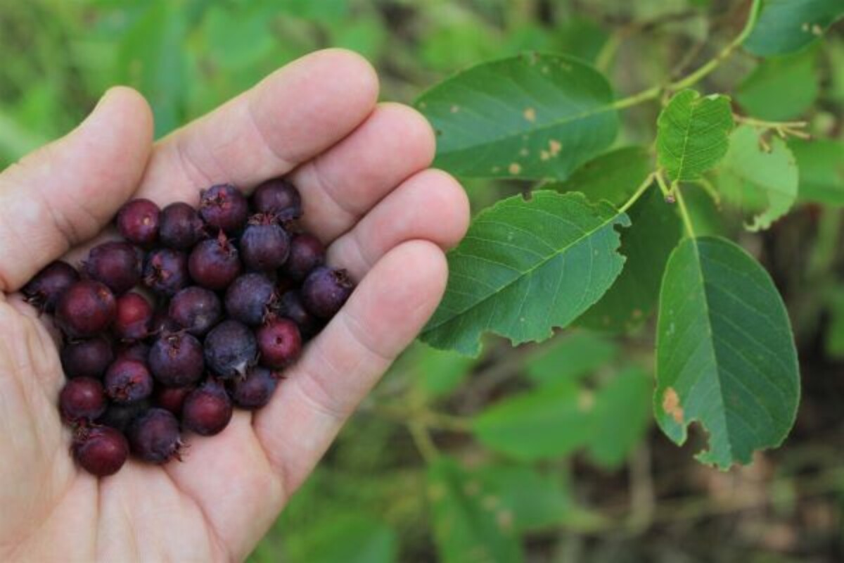 Foraging Sericeberries ~ A handful of wild serviceberry fruit (amelanchier)