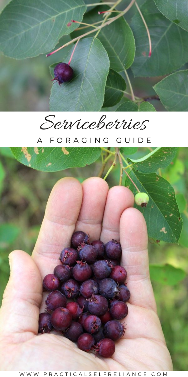 Foraging Serviceberries ~ Learn how to identify serviceberries, a tasty wild edible berry native to the United States. Also known as Suskatoon, Shadbush, Pidgeon Berry, Bilberry and many others.