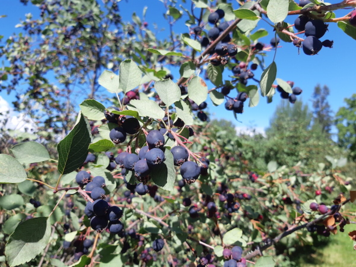 serviceberries on a bush