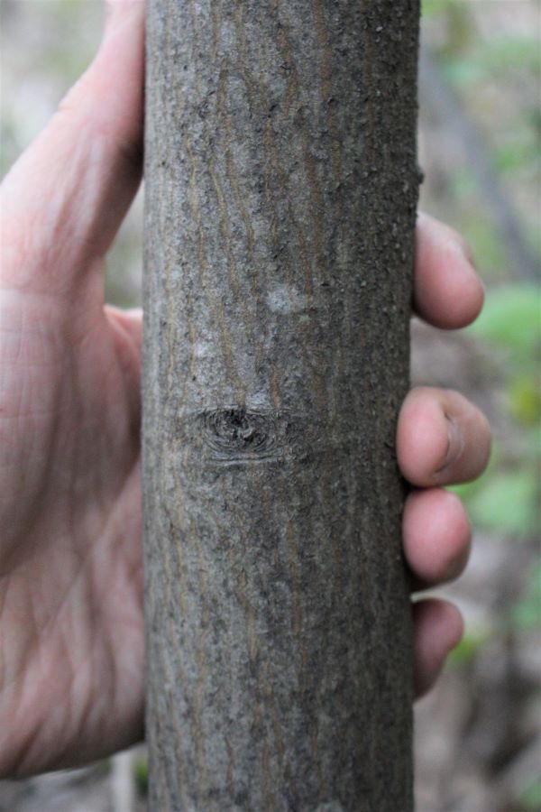 serviceberry bark