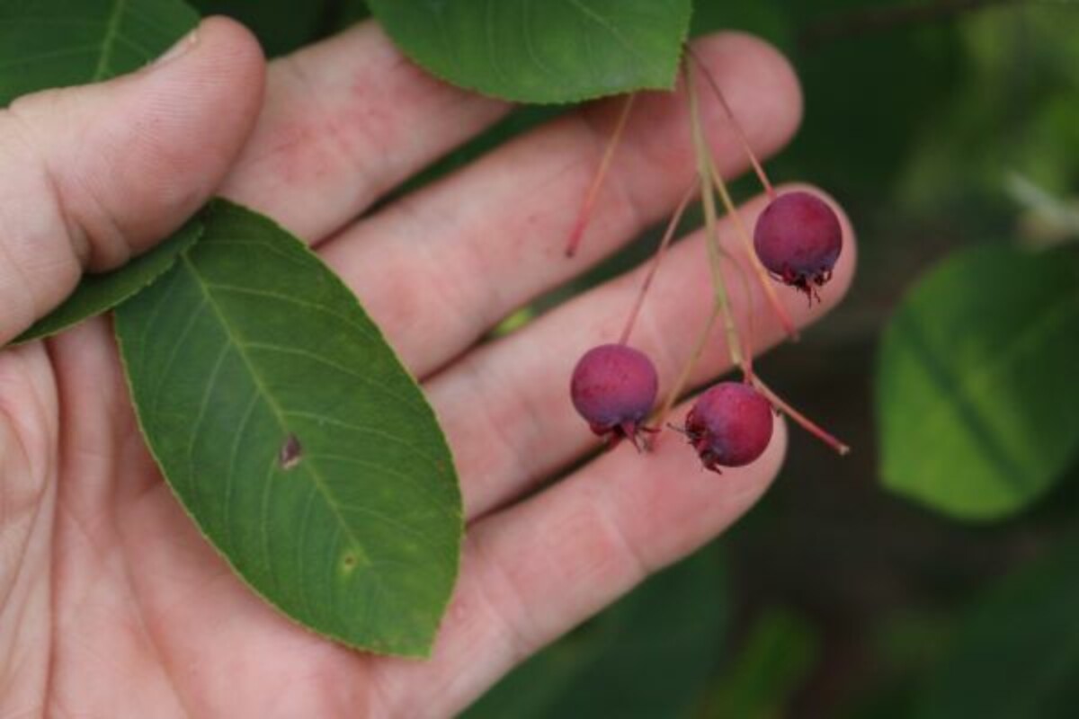 Serviceberry Fruit and Leaf