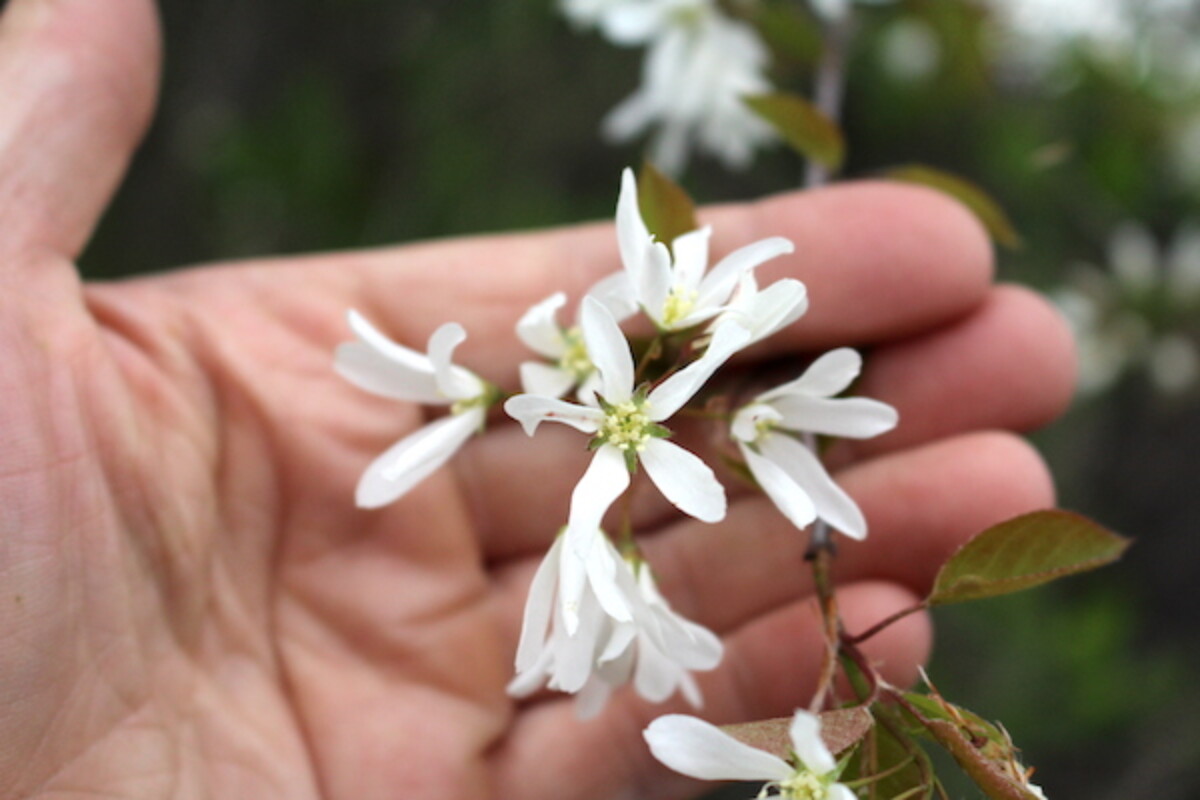 Serviceberry Flowers