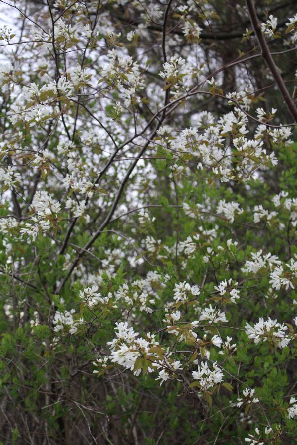 Serviceberry Flowers