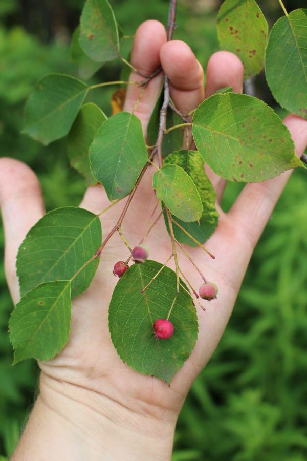 Serviceberry leaves and unripe fruit