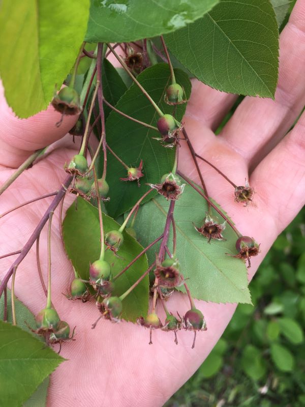 Unripe Serviceberry Fruit