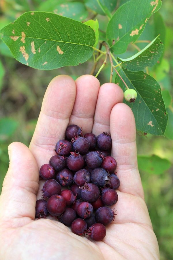Foraging Wild Serviceberries