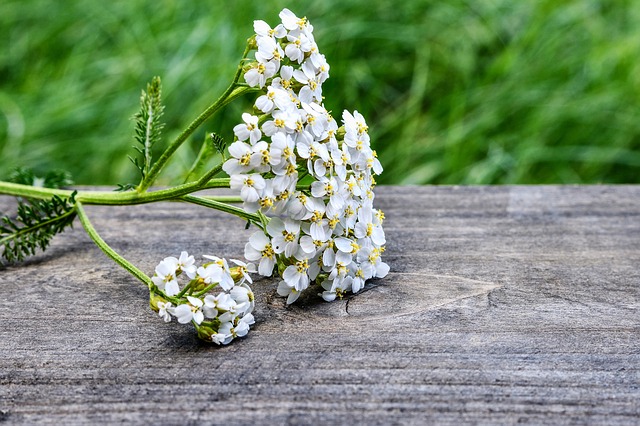 yarrow flowers