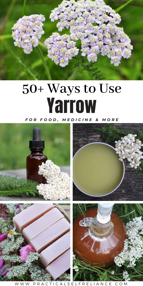 50+ Ways to Use Yarrow ~ learn the incredible uses of yarrow, from food to medicine to cosmetics and more