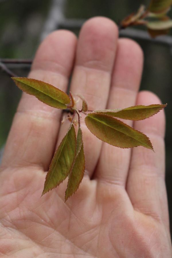 Young Serviceberry Leaves