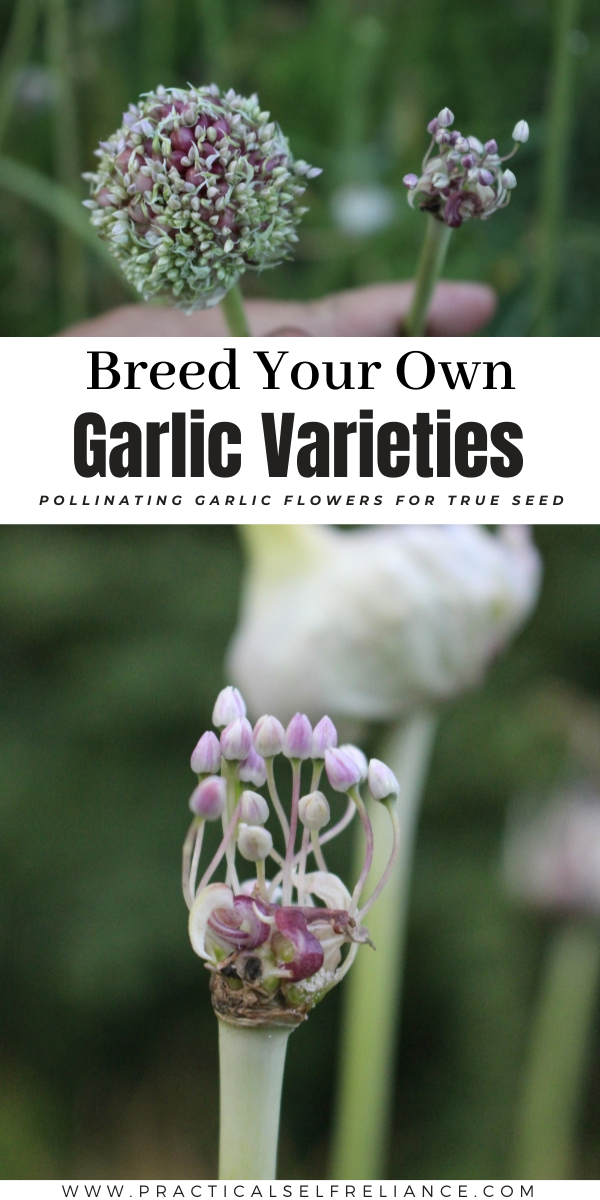 Breeding Your Own Garlic Varieties ~ Finding and pollinating garlic flowers for true garlic seed