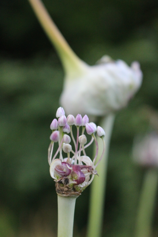 Garlic flowers from inside the scape, after bulbils have been removed