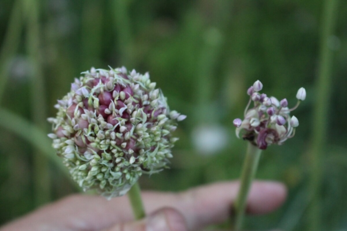 Garlic flower variation ~ some have lots of flowers and bulbils, others just a few