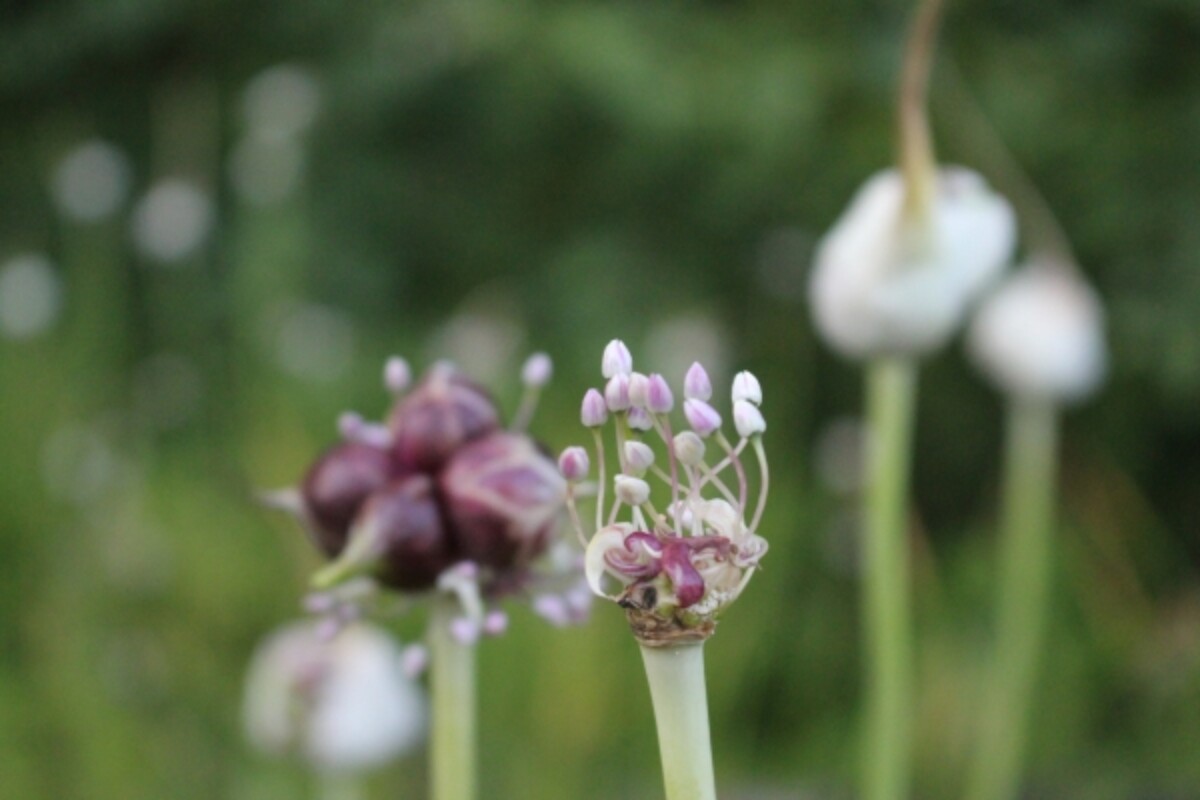 Garlic flowers from inside a garlic scape