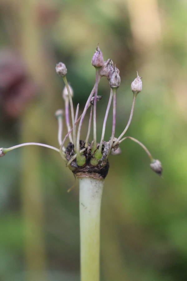 Garlic flowers dying in the fall, un-pollinated unfortunately