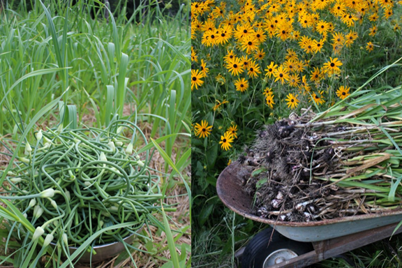 Garlic scape (left) and garlic harvest (right) from just one of our garlic beds.
