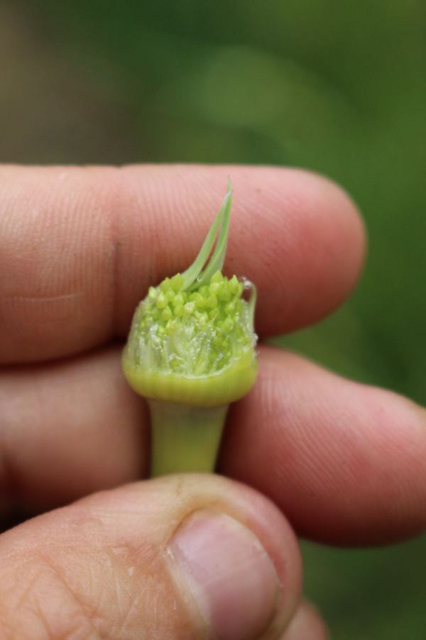 Young immature garlic flowers inside a scape