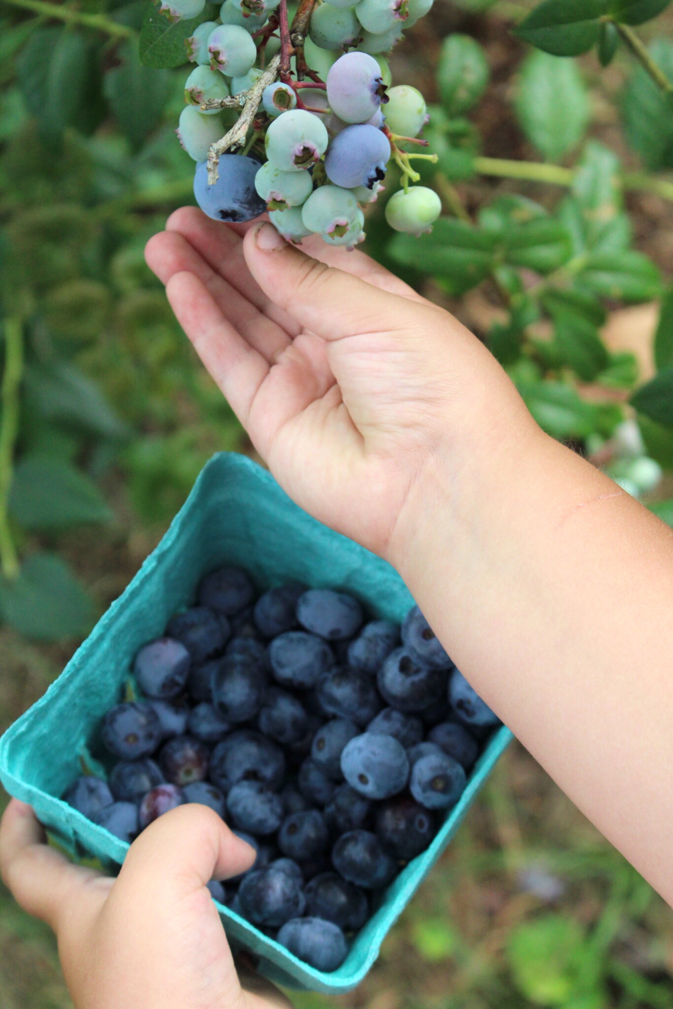 Picking fresh blueberries for jelly