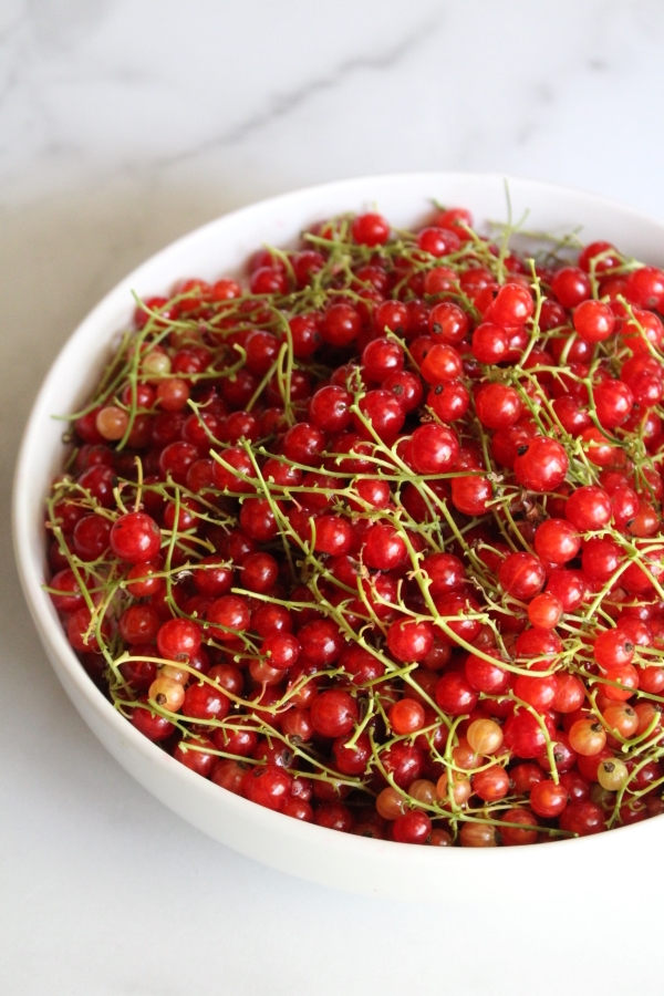 Redcurrants with stems for redcurrant jelly
