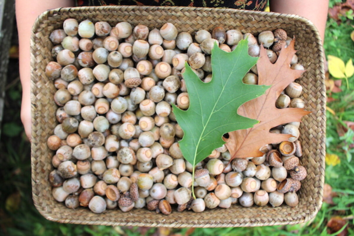 Basket of wild harvested acorns before they're made into flour