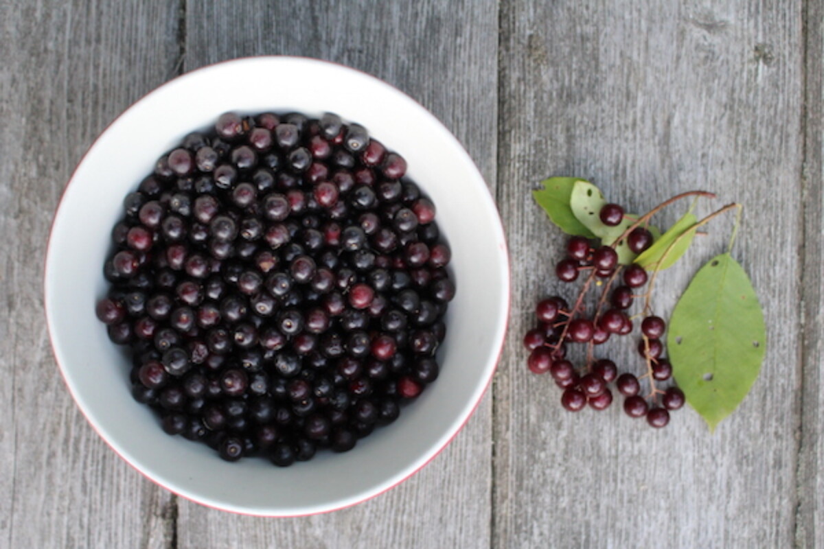 wild harvested chokecherries