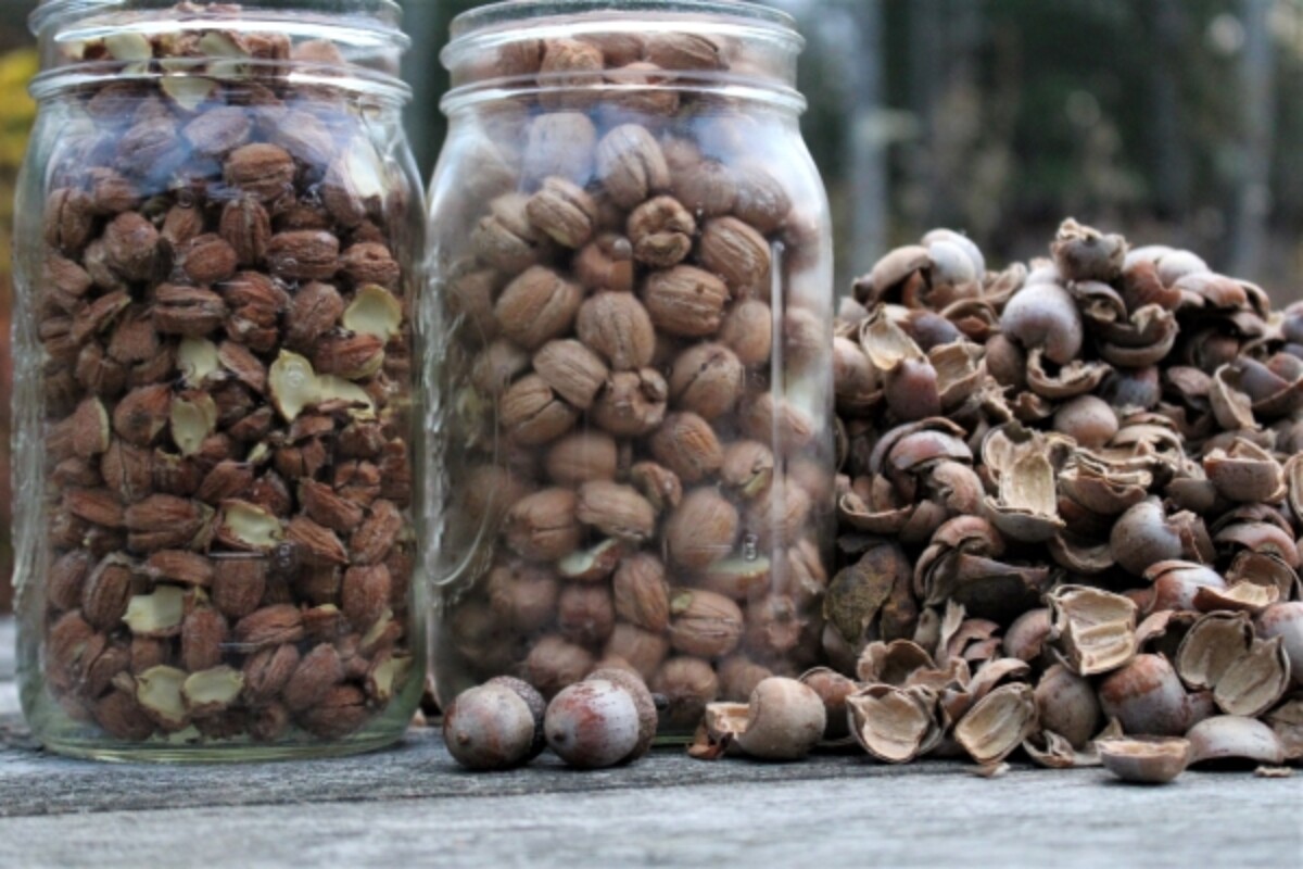 Jars of cracked acorns