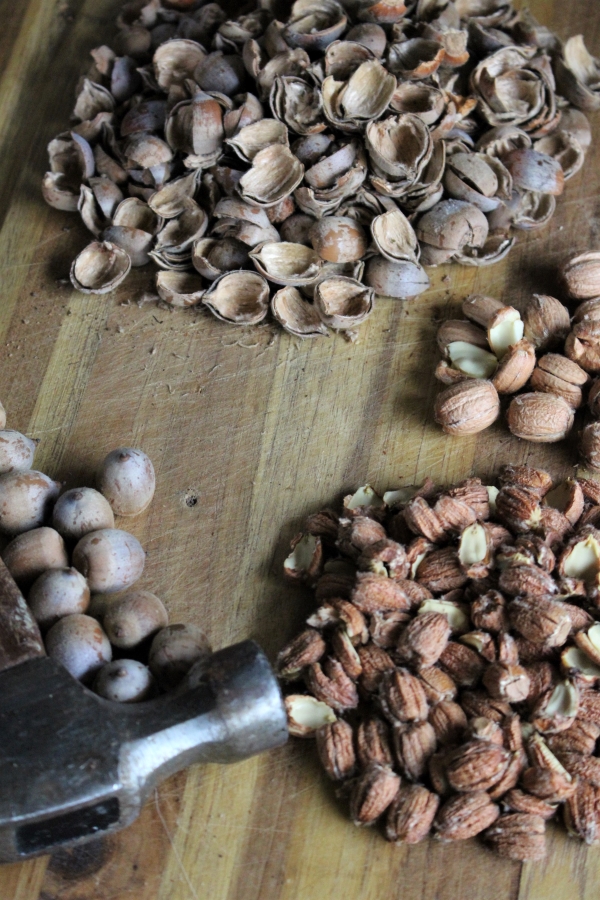 cracking acorns to make them into flour