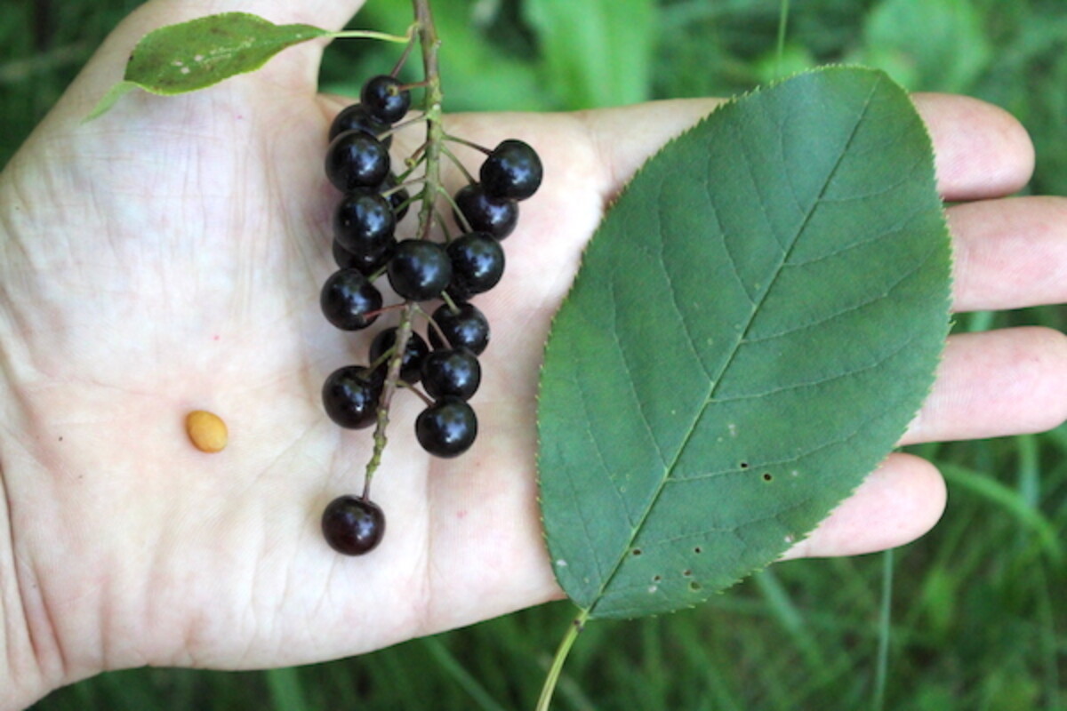 Closeup of chokecherry fruit, leaf and seed for identification