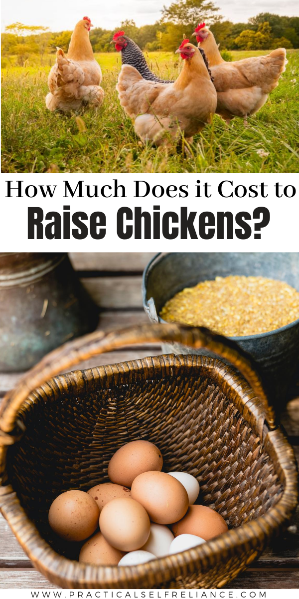 How Much Does it Cost to Raise Chickens? This simple cost breakdown for raising backyard chickens will help you decide if raising chickens is worth it for your family.