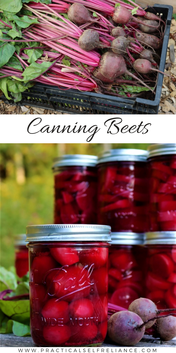 Canning Beets