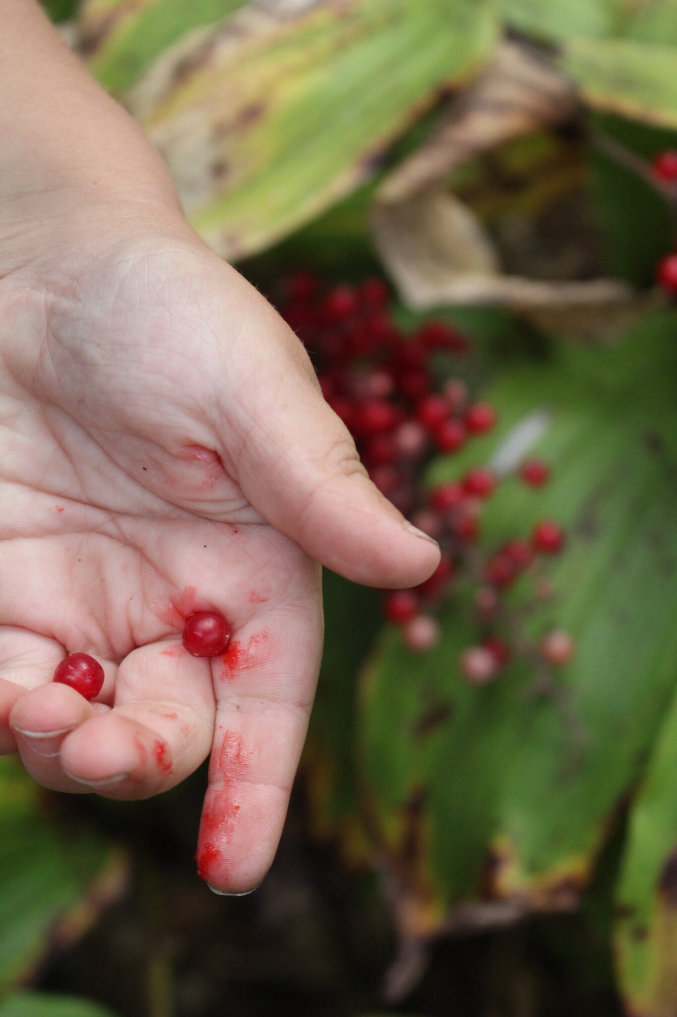 Child Harvesting Solomons Plume