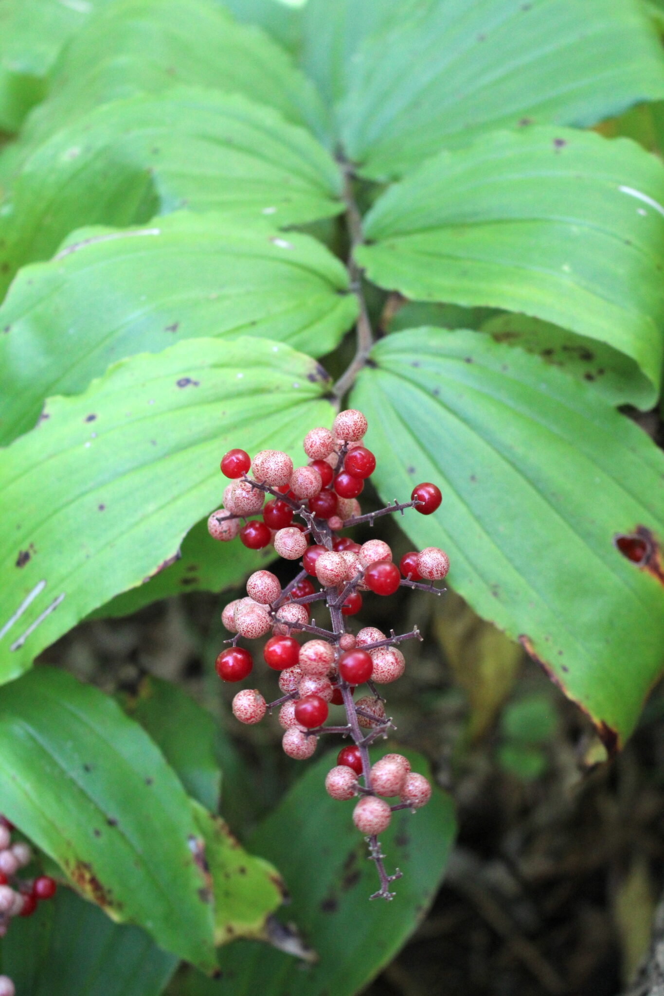 Not Ripe False Solomons seal