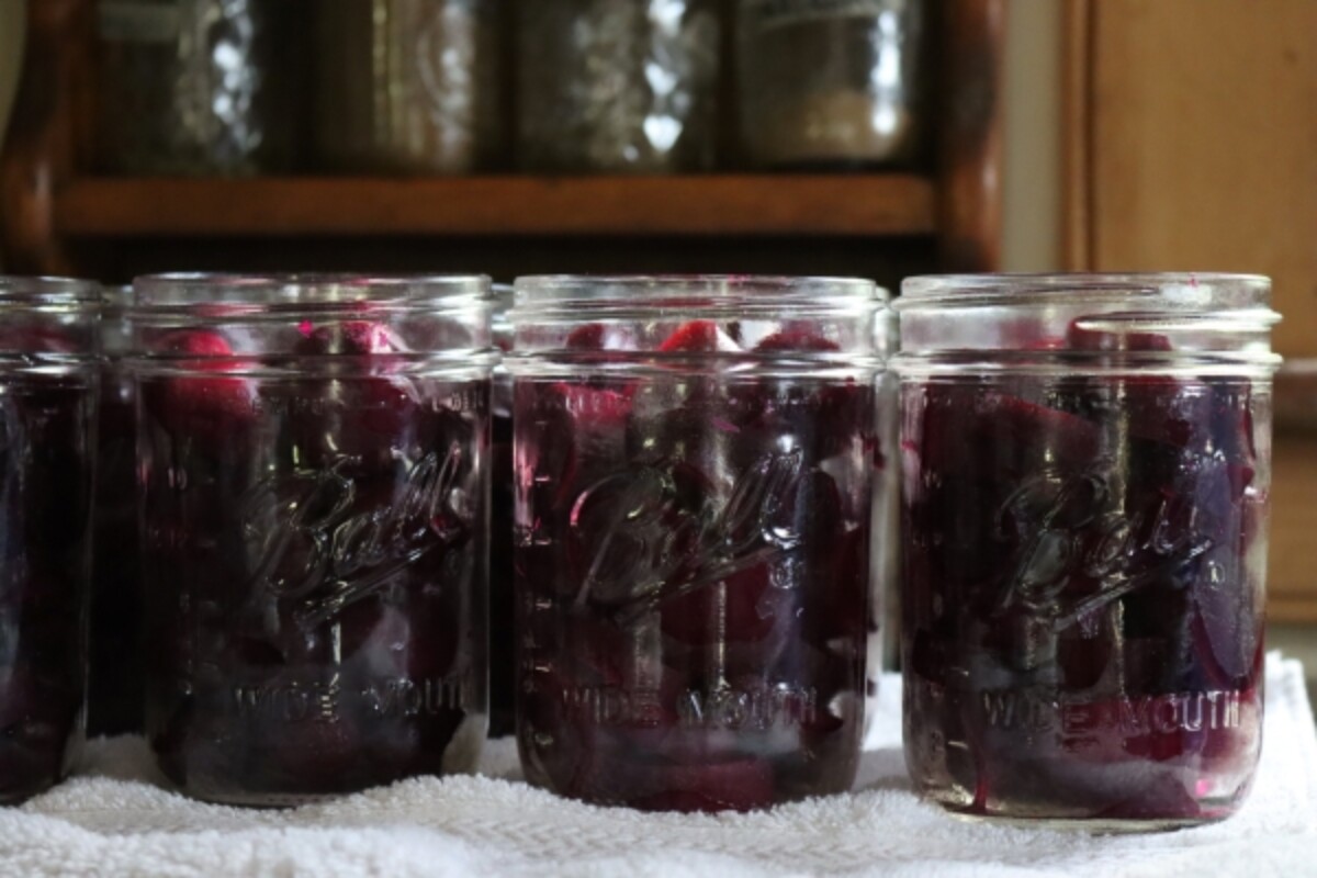 Packing Beets into Canning Jars
