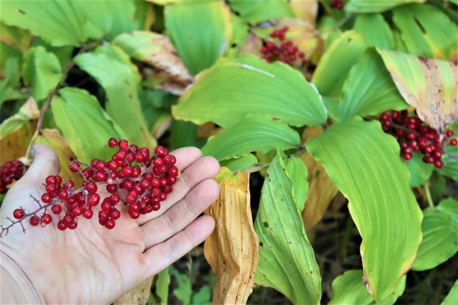 Patch of Solomons Plume