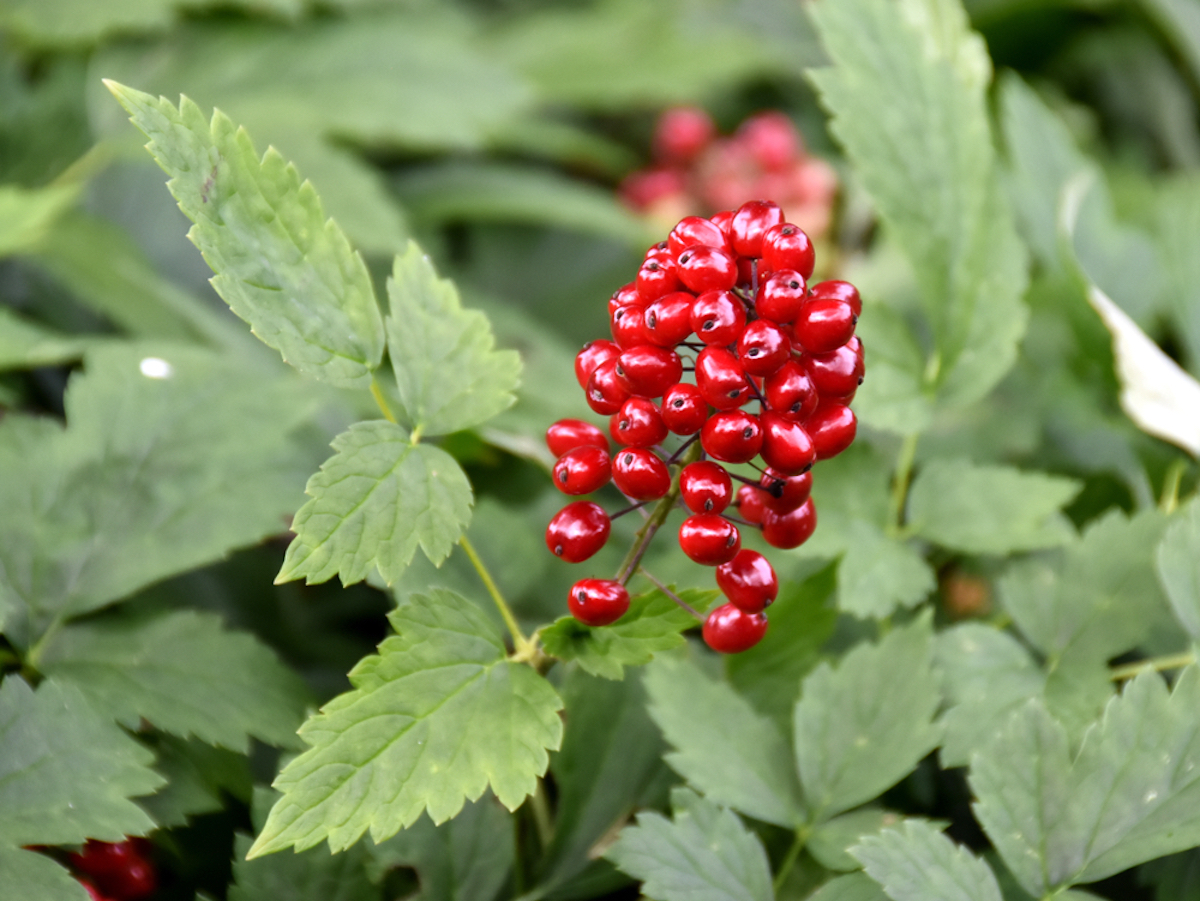 Toxic red baneberry