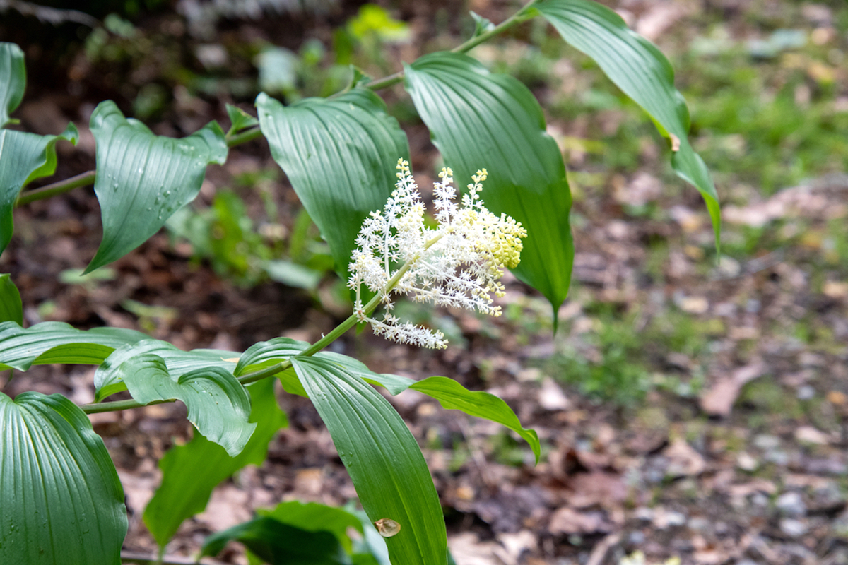 Solomon's Plume Flower