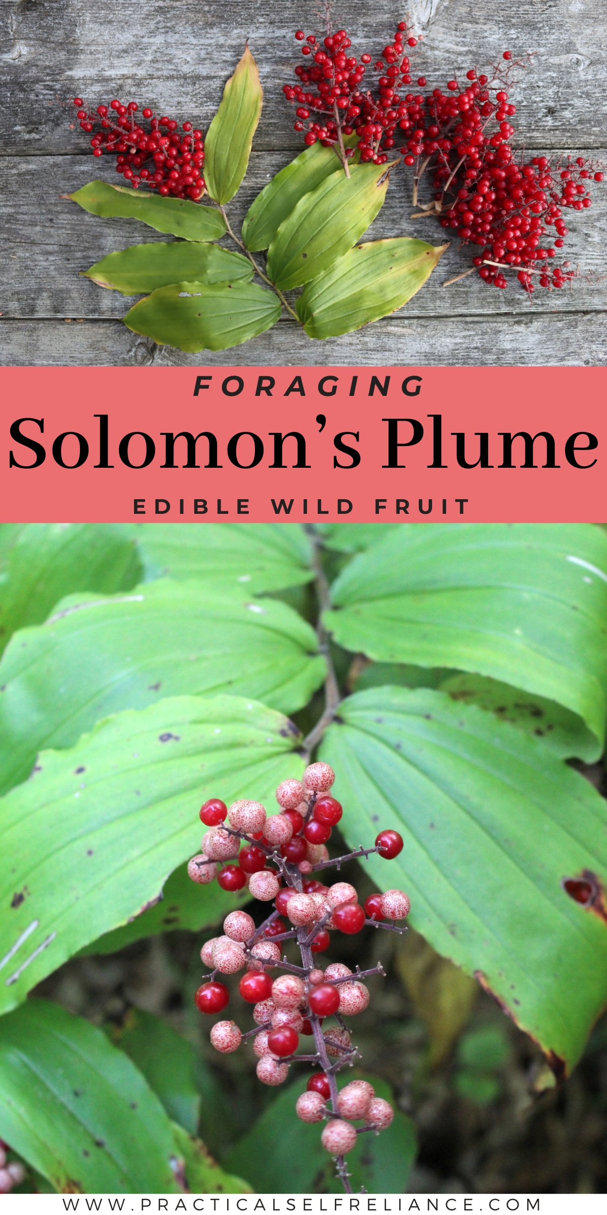 Unripe Solomon's Plume