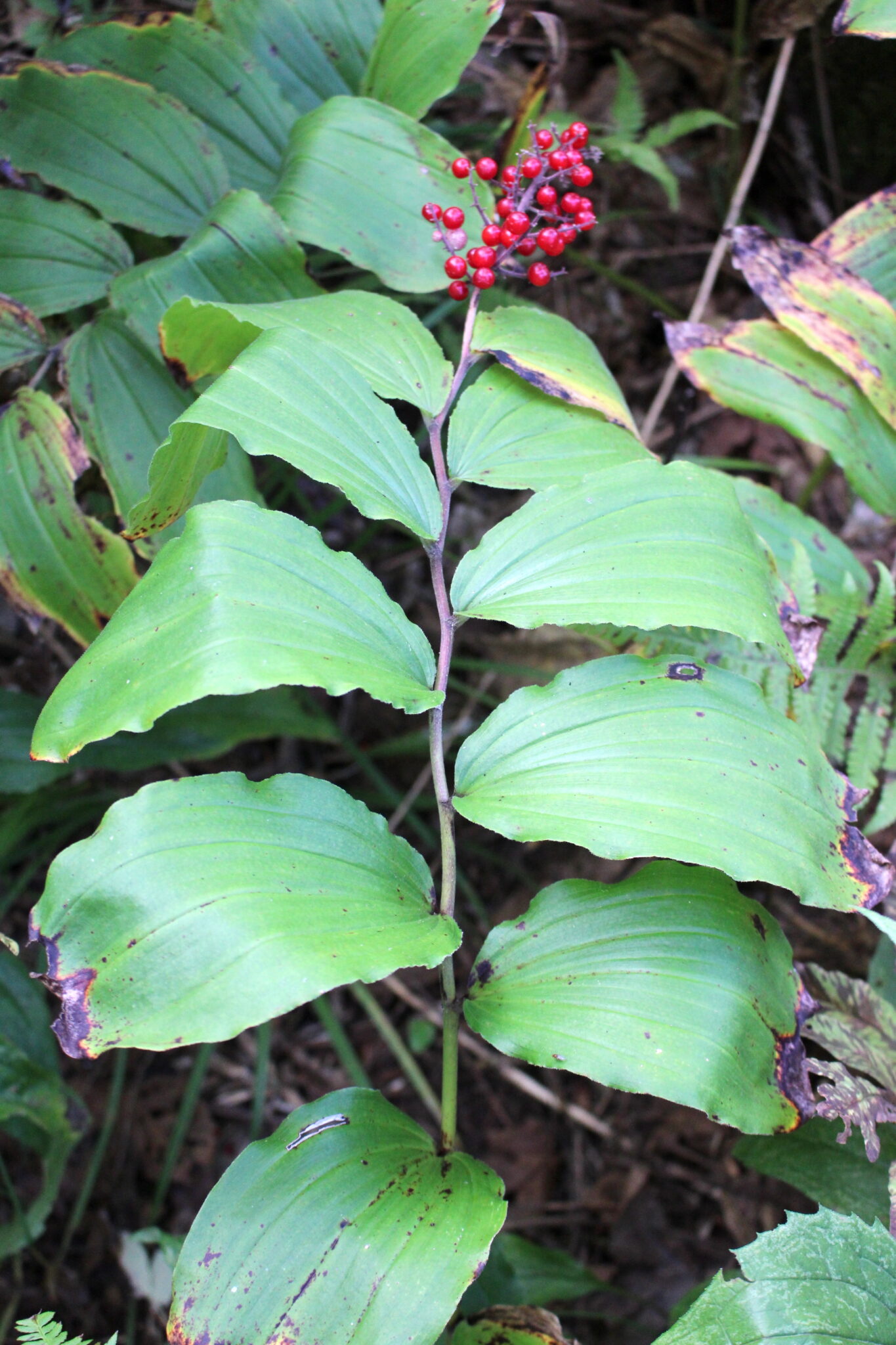 Solomons Plume Plant