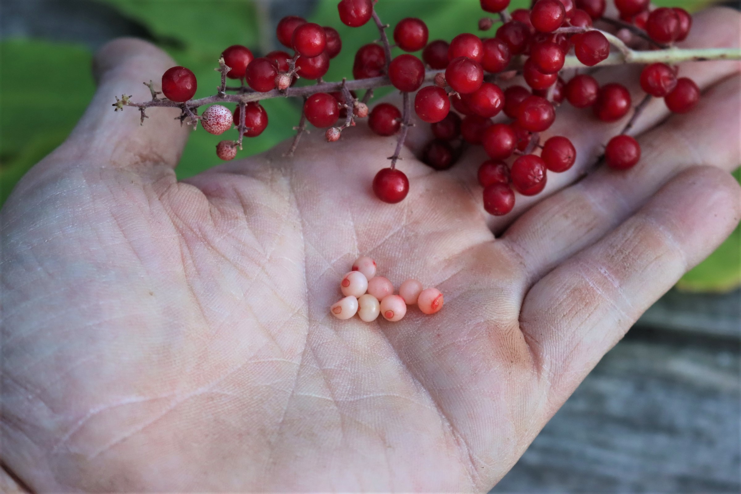 Solomons Plume Seed