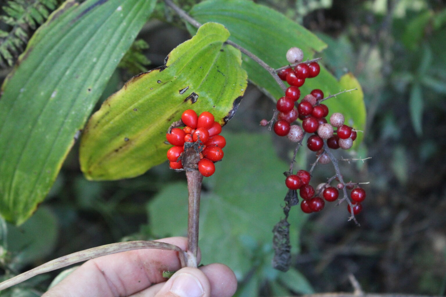 Toxic Jack in the Pulpit berries next to Solomon's Plume Fruit