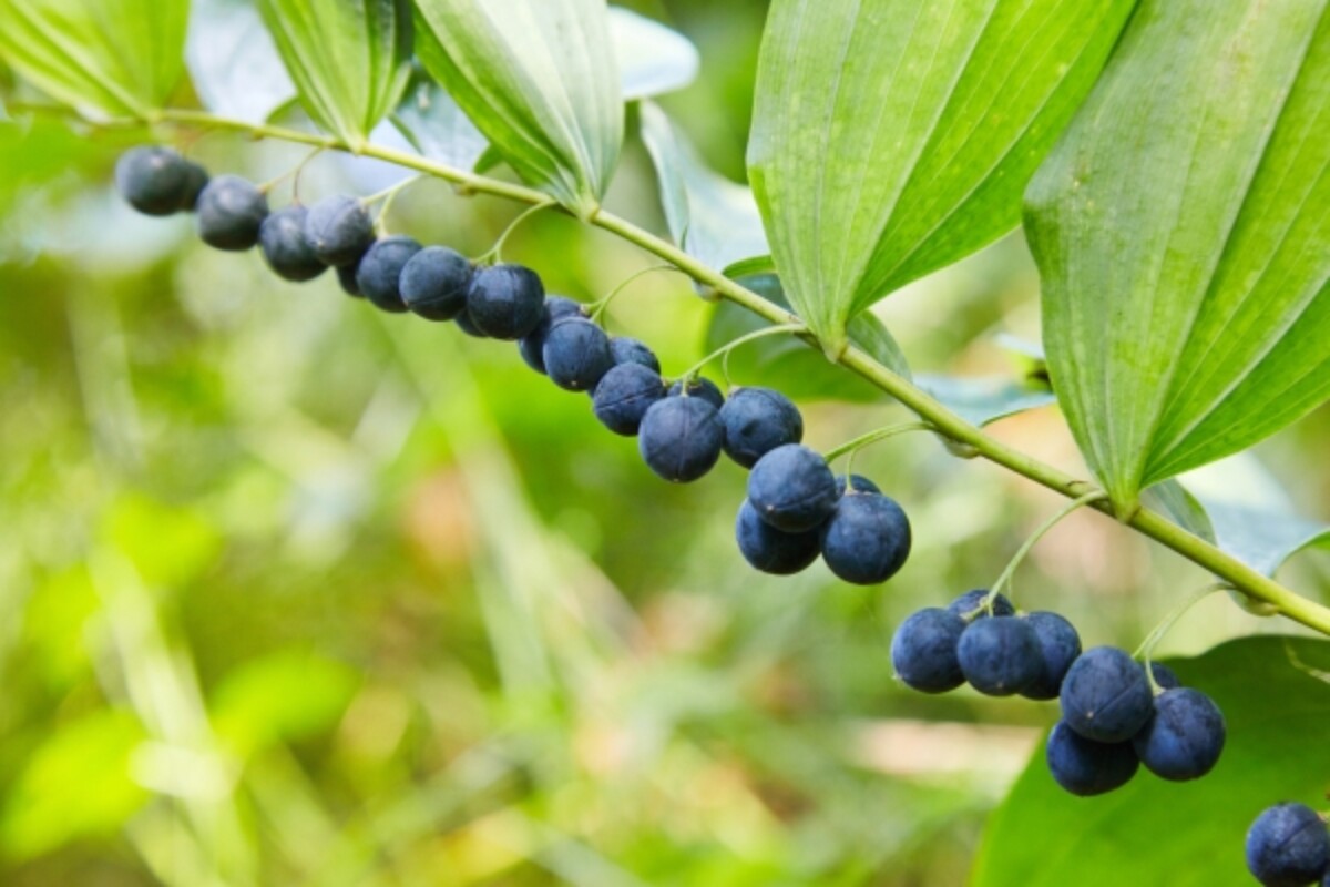 Solomon's Seal Berries