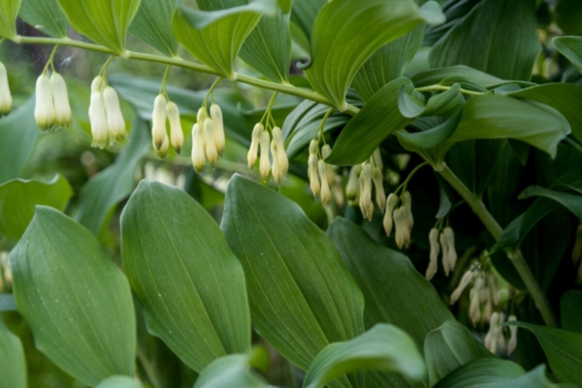 Solomon's seal flowers