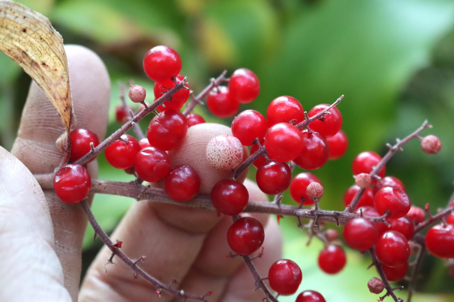 Unripe Solomon's Plume