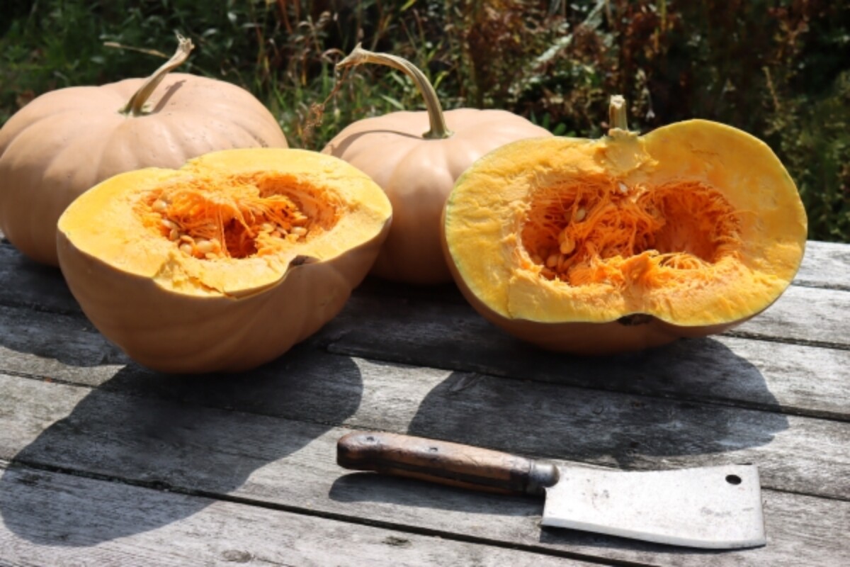 Chopping Pumpkin for Canning