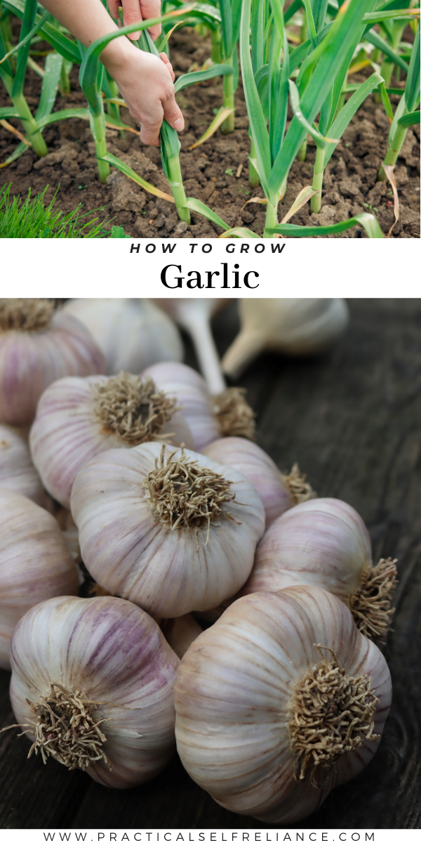 How to Grow Garlic ~ Growing garlic is simple, and all you need is a few garlic bulbs for seed. Learn how to grow garlic by planting in the fall.